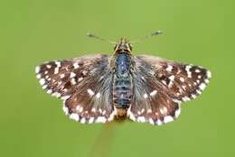 Image of red underwing skipper