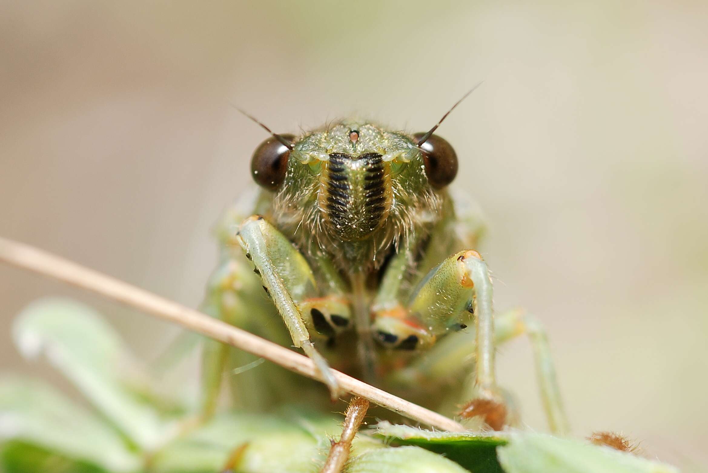 Image of New Forest cicada