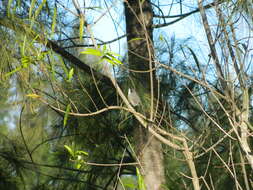 Image of Black-capped Warbling Finch