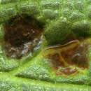 Image of Puccinia annularis (F. Strauss) G. Winter 1881