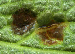 Imagem de Puccinia annularis (F. Strauss) G. Winter 1881