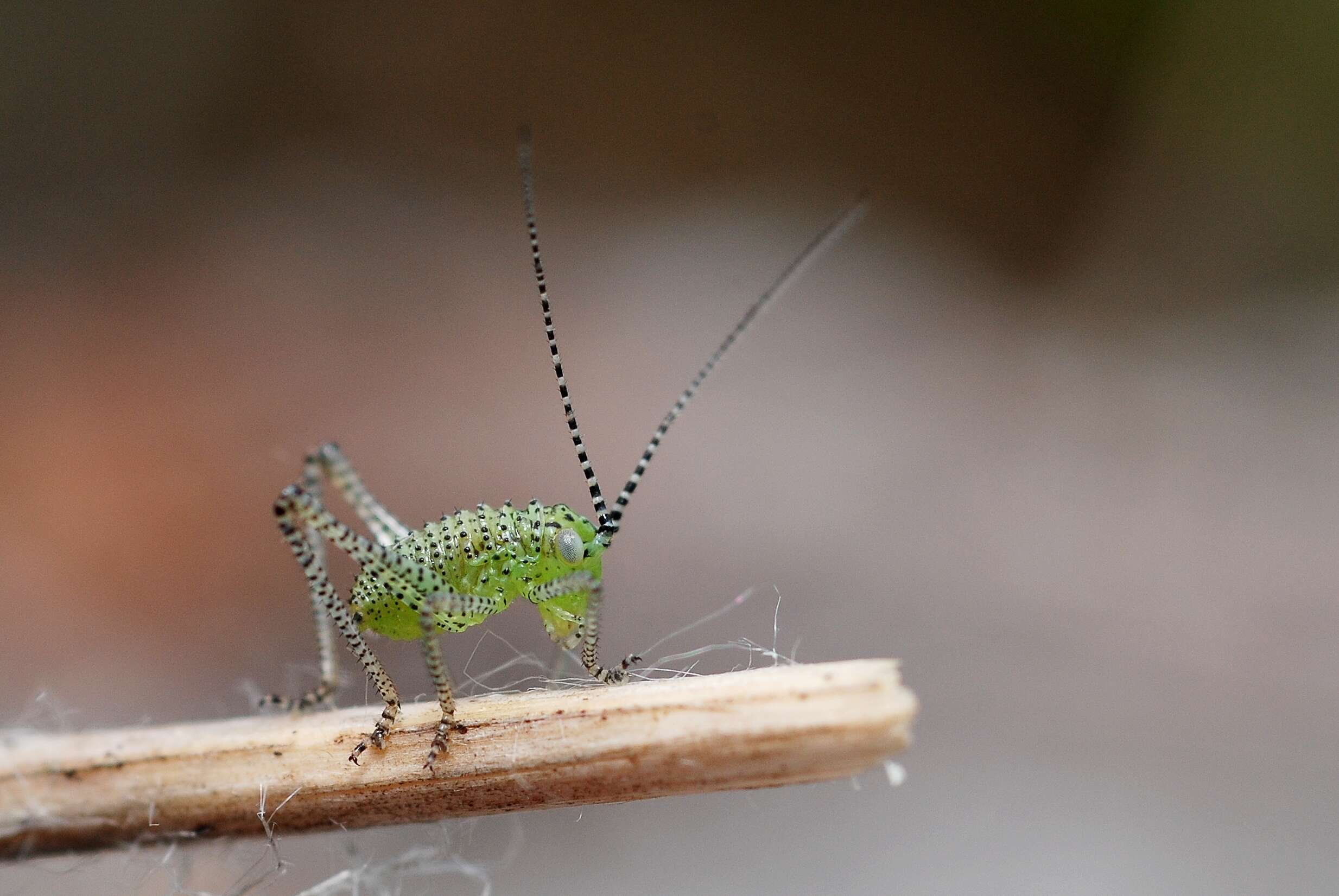 Image of speckled bush-cricket