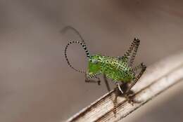 Image of speckled bush-cricket