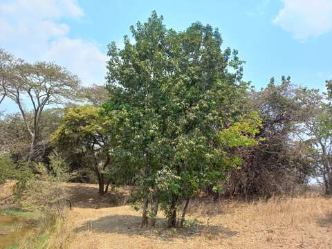 Image of Elaeodendron matabelicum Loes.