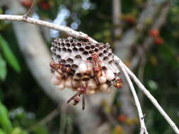 Image of Polistes stigma townsvillensis Giordani Soika 1975