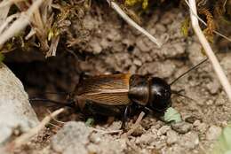 Image of Field cricket