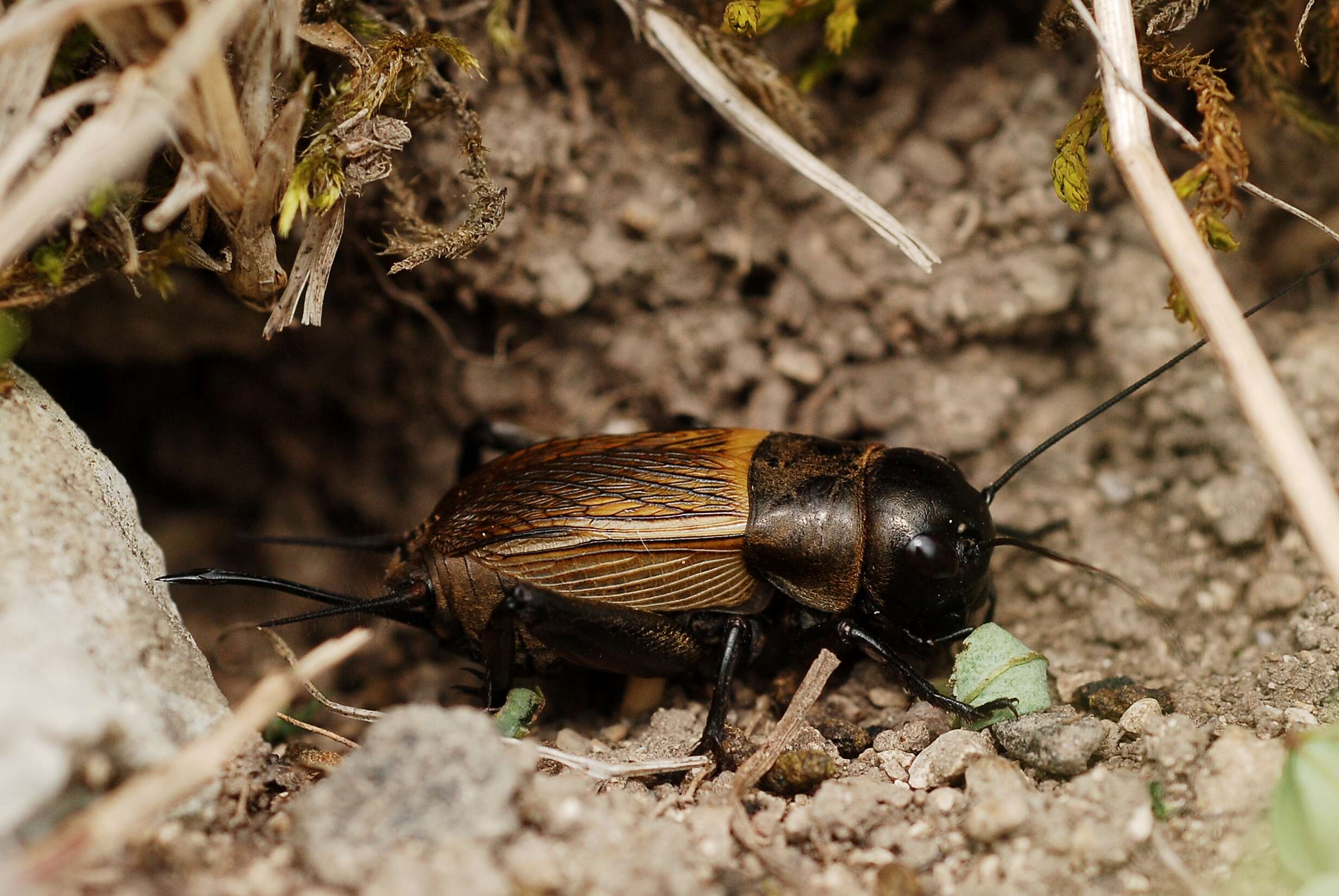 Image of Field cricket