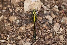 Image of Club-tailed Dragonfly