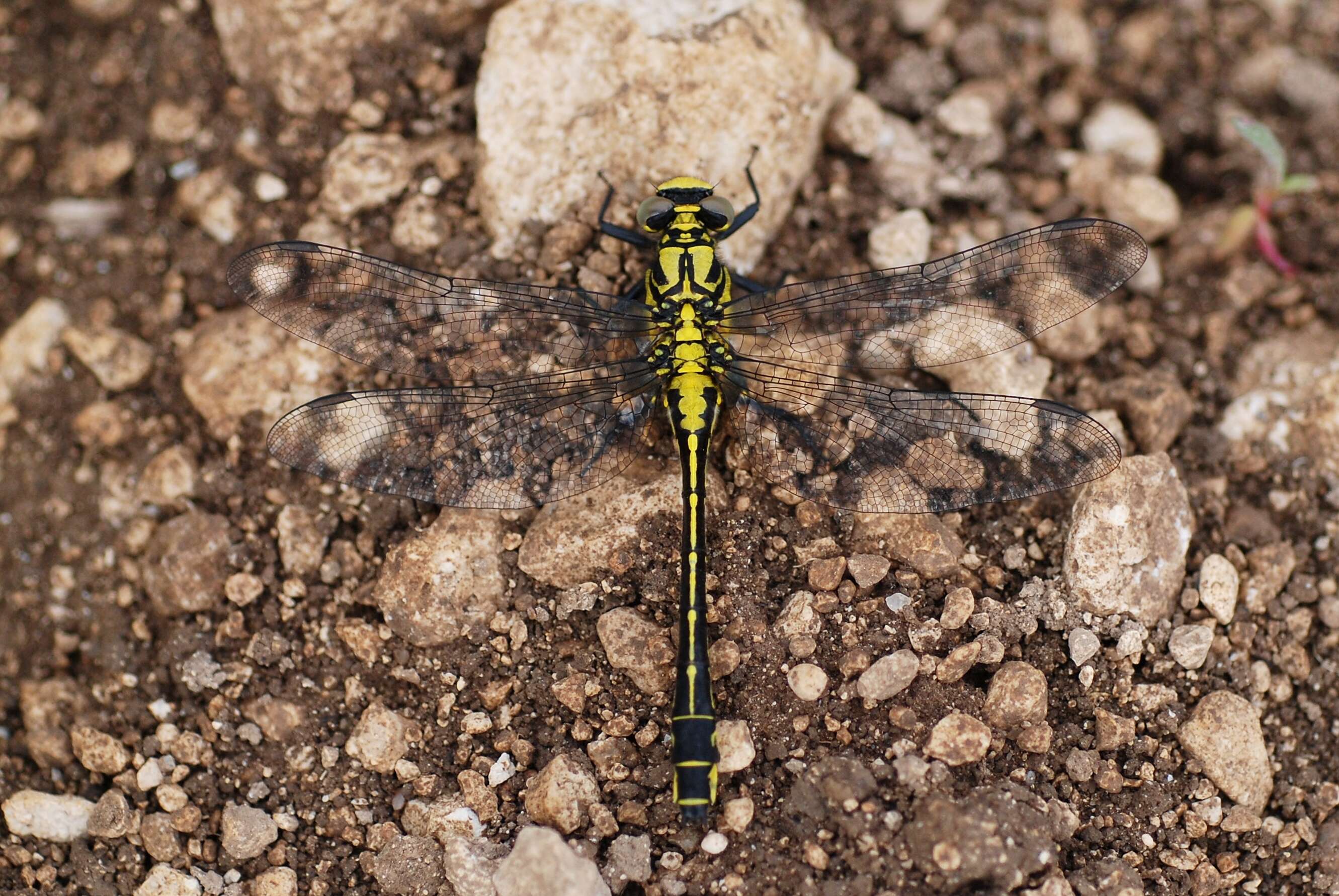 Image of Club-tailed Dragonfly