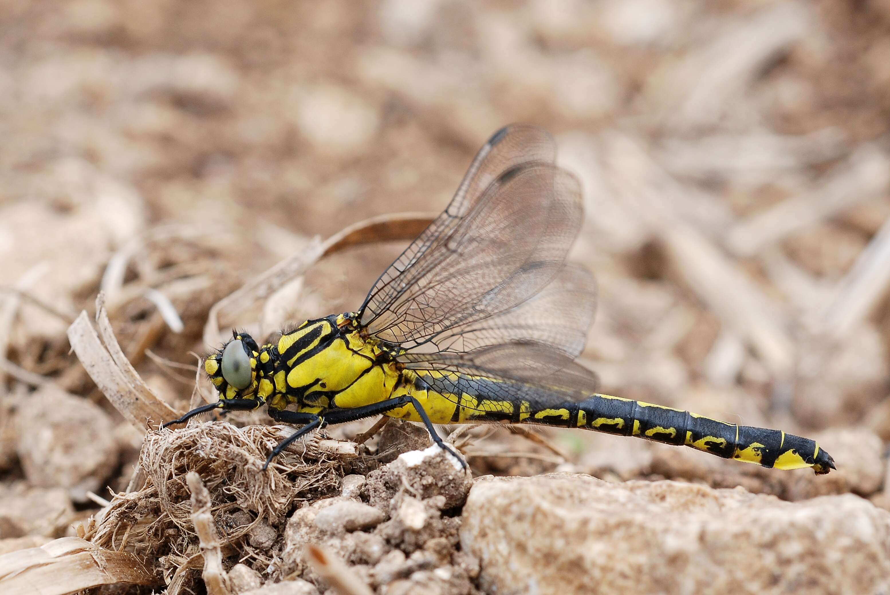 Image of Club-tailed Dragonfly