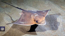 Image of Common Eagle Ray