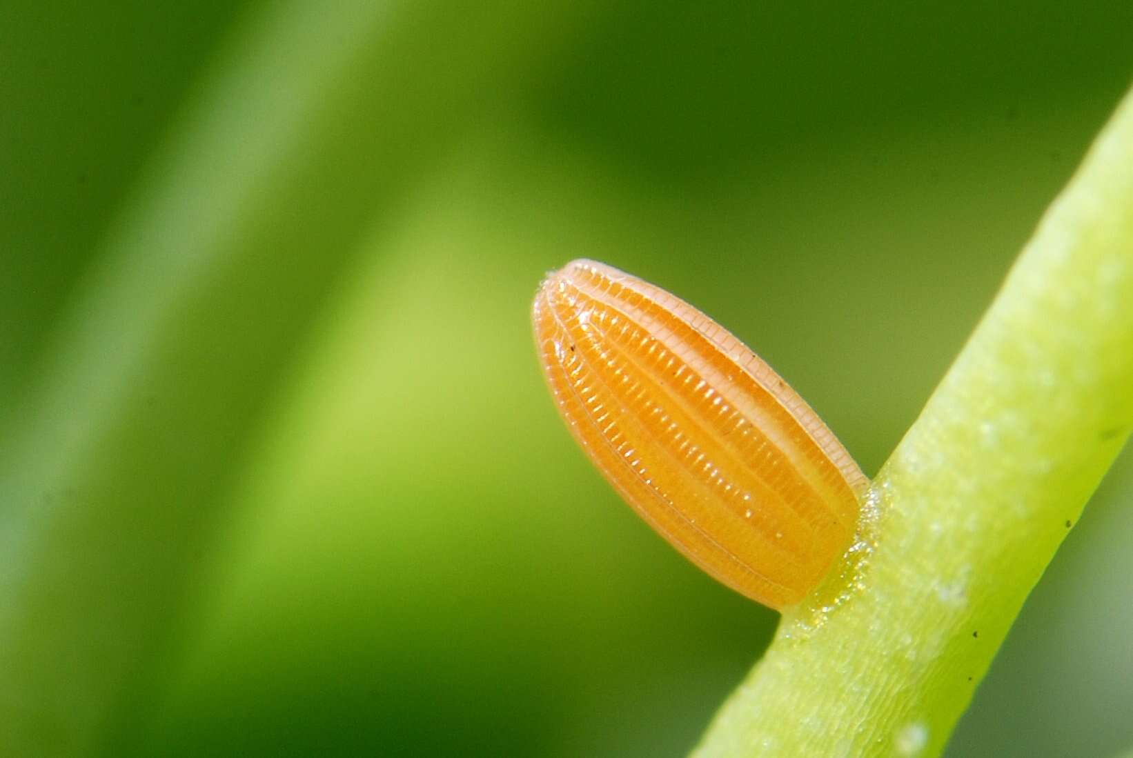 Image of orange tip