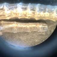 Слика од Spiochaetopterus costarum (Claparède 1869)