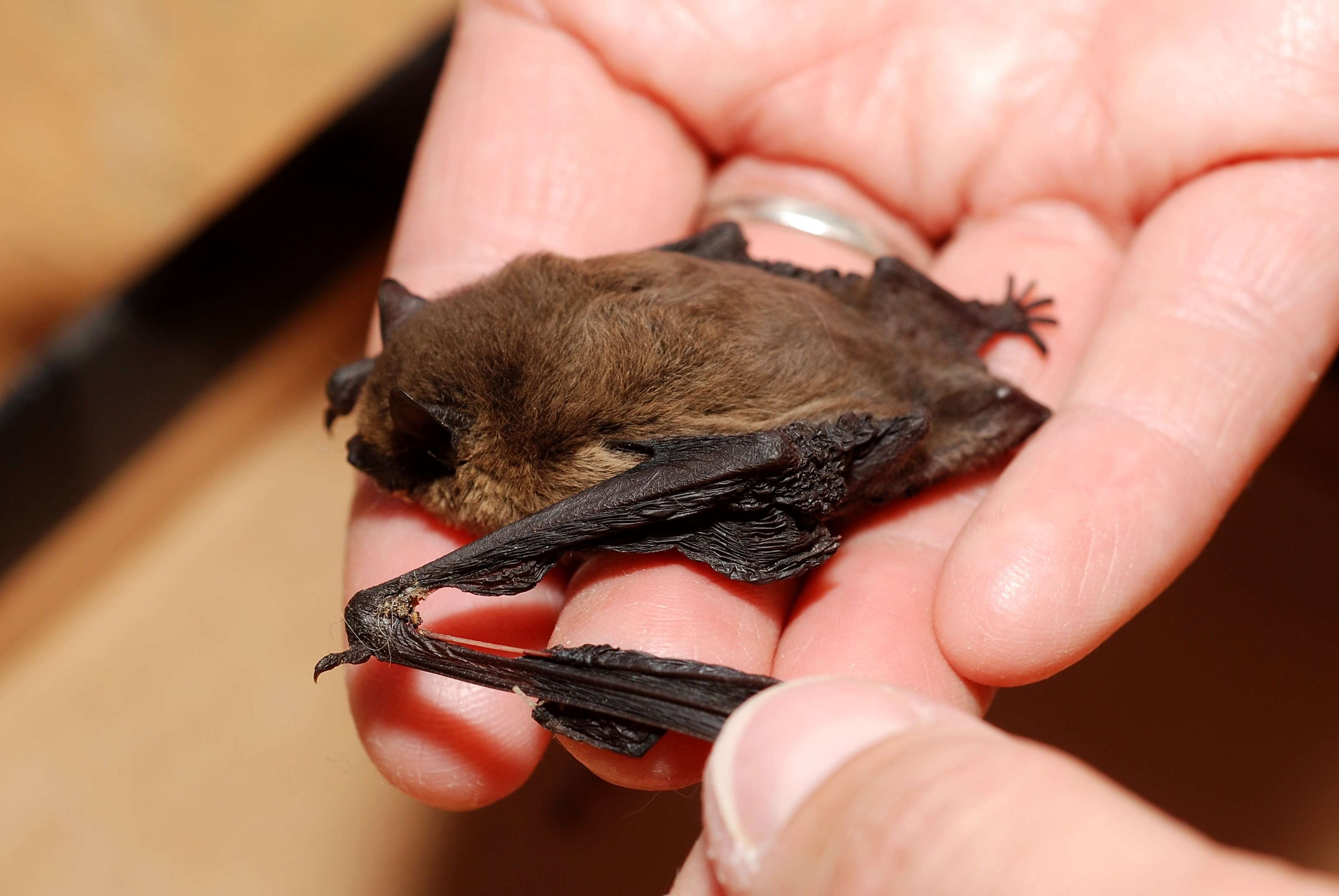 Image of pipistrelle, common pipistrelle