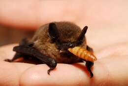 Image of pipistrelle, common pipistrelle