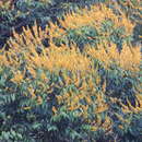 Image de Vochysia ferruginea C. Martius