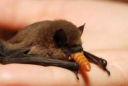 Image of pipistrelle, common pipistrelle