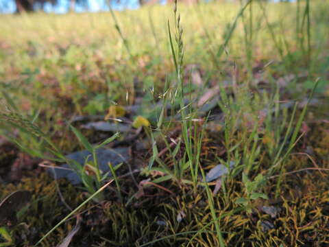 Plancia ëd Pentameris airoides (Nees) Steud.