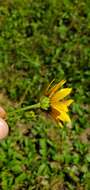 Image of fewleaf sunflower