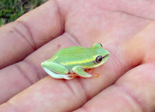 Image of Dumeril's Bright-eyed Frog