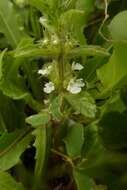 Sivun Sideritis romana subsp. curvidens (Stapf) Holmboe kuva