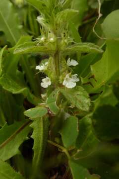 Слика од Sideritis romana subsp. curvidens (Stapf) Holmboe