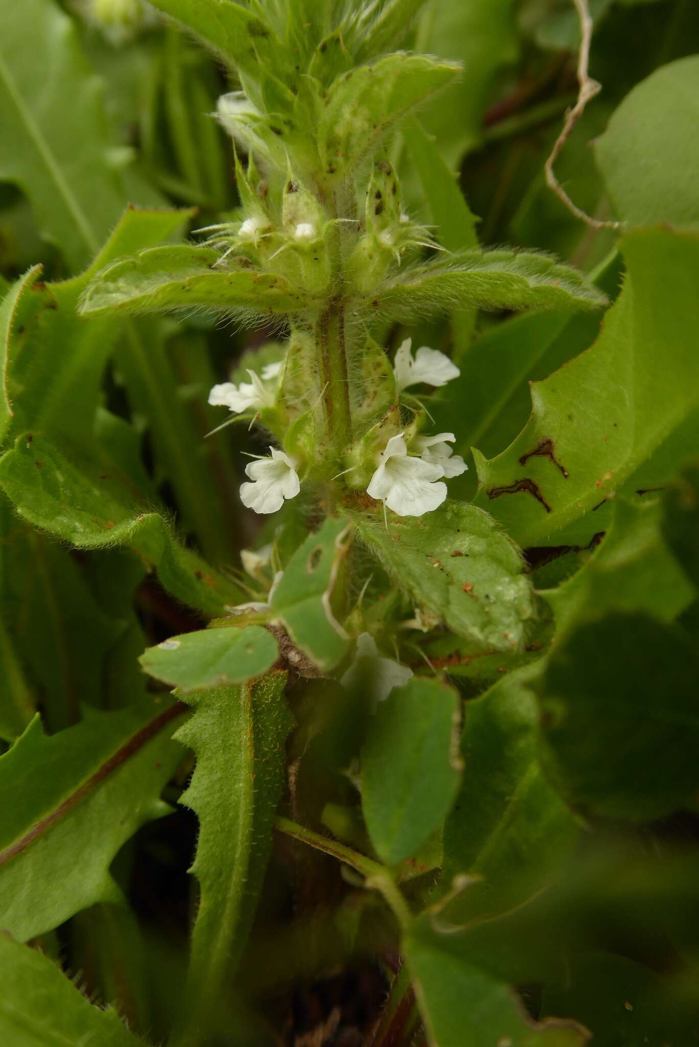 Image of Sideritis romana subsp. curvidens (Stapf) Holmboe