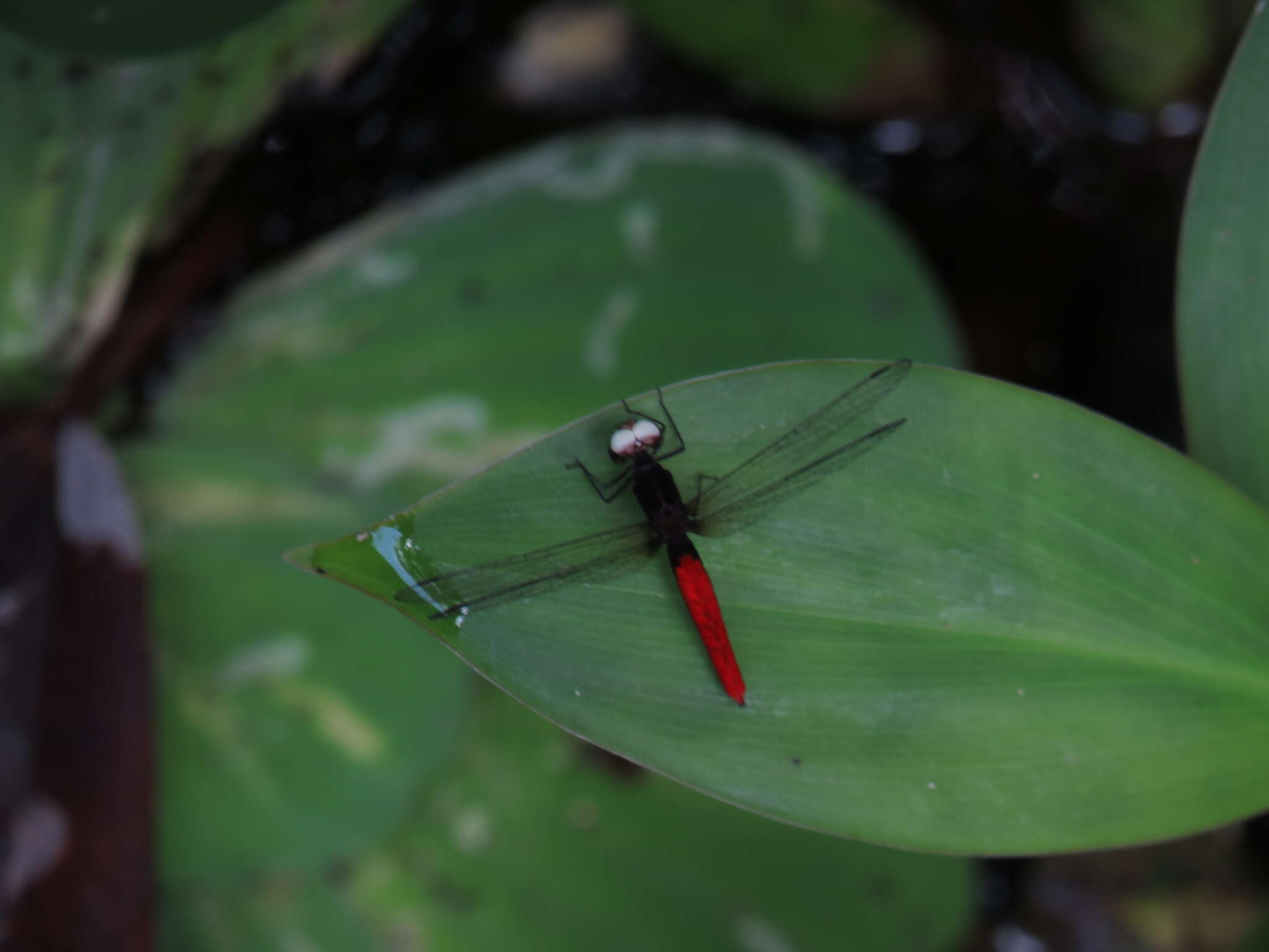 Image of White-eyed skimmer