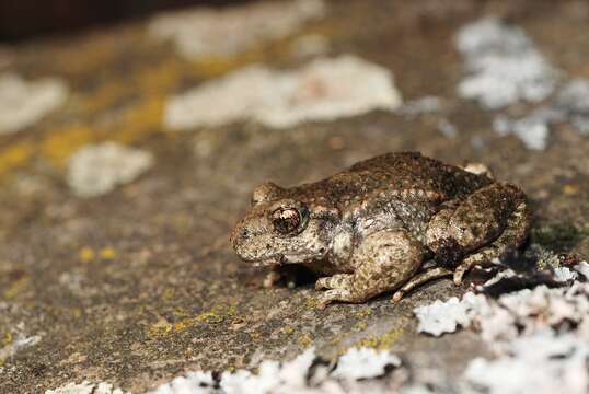 Image of Midwife toads