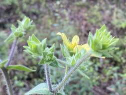 Image de Silphium mohrii Small