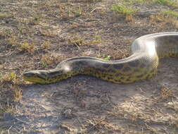 Image of Yellow anaconda