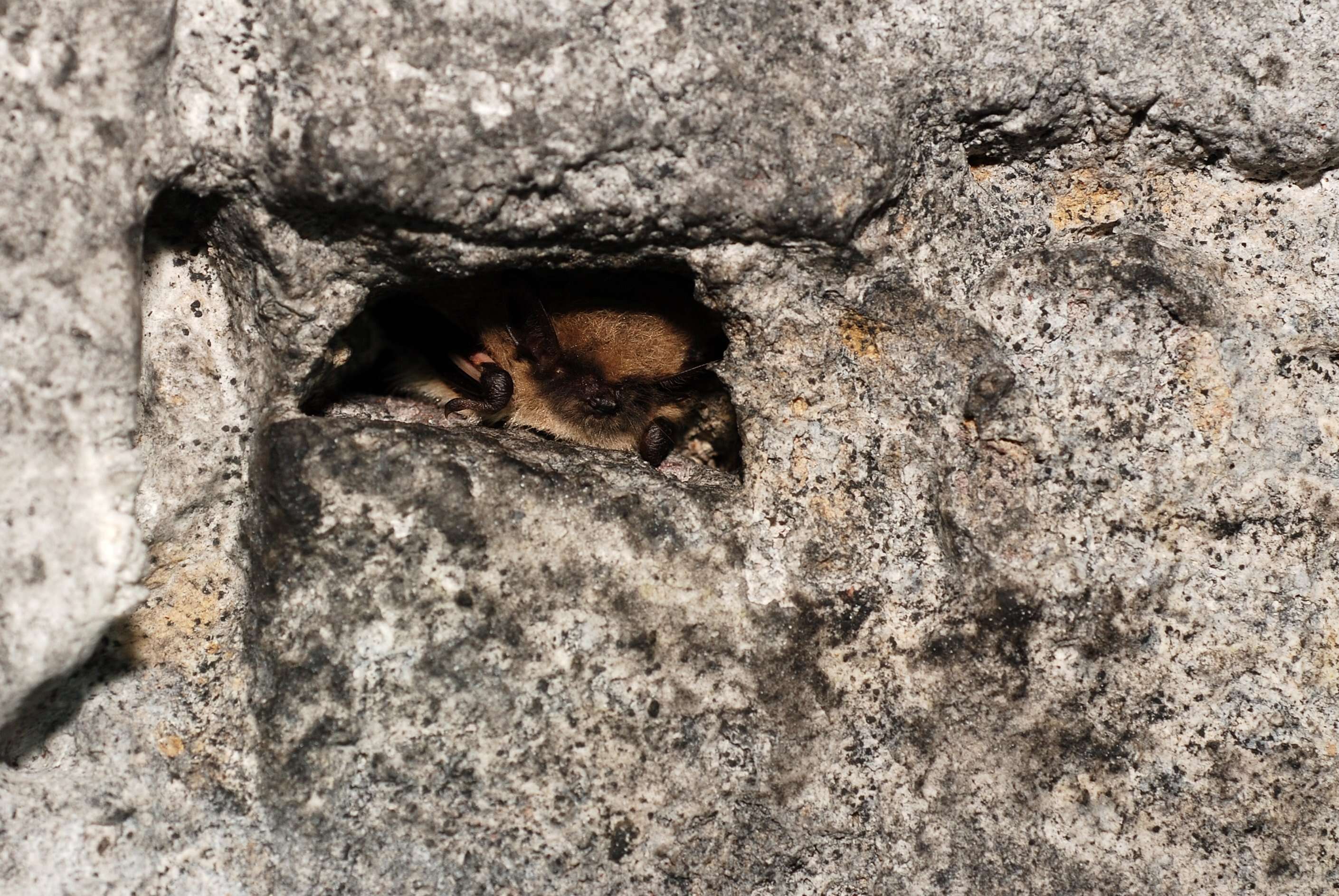 Image of whiskered bat, european whiskered bat