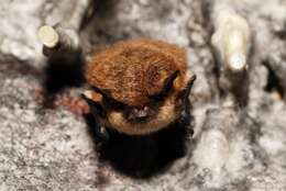 Image of whiskered bat, european whiskered bat