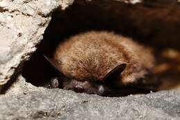 Image of whiskered bat, european whiskered bat