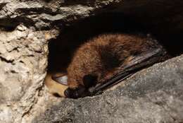 Image of whiskered bat, european whiskered bat