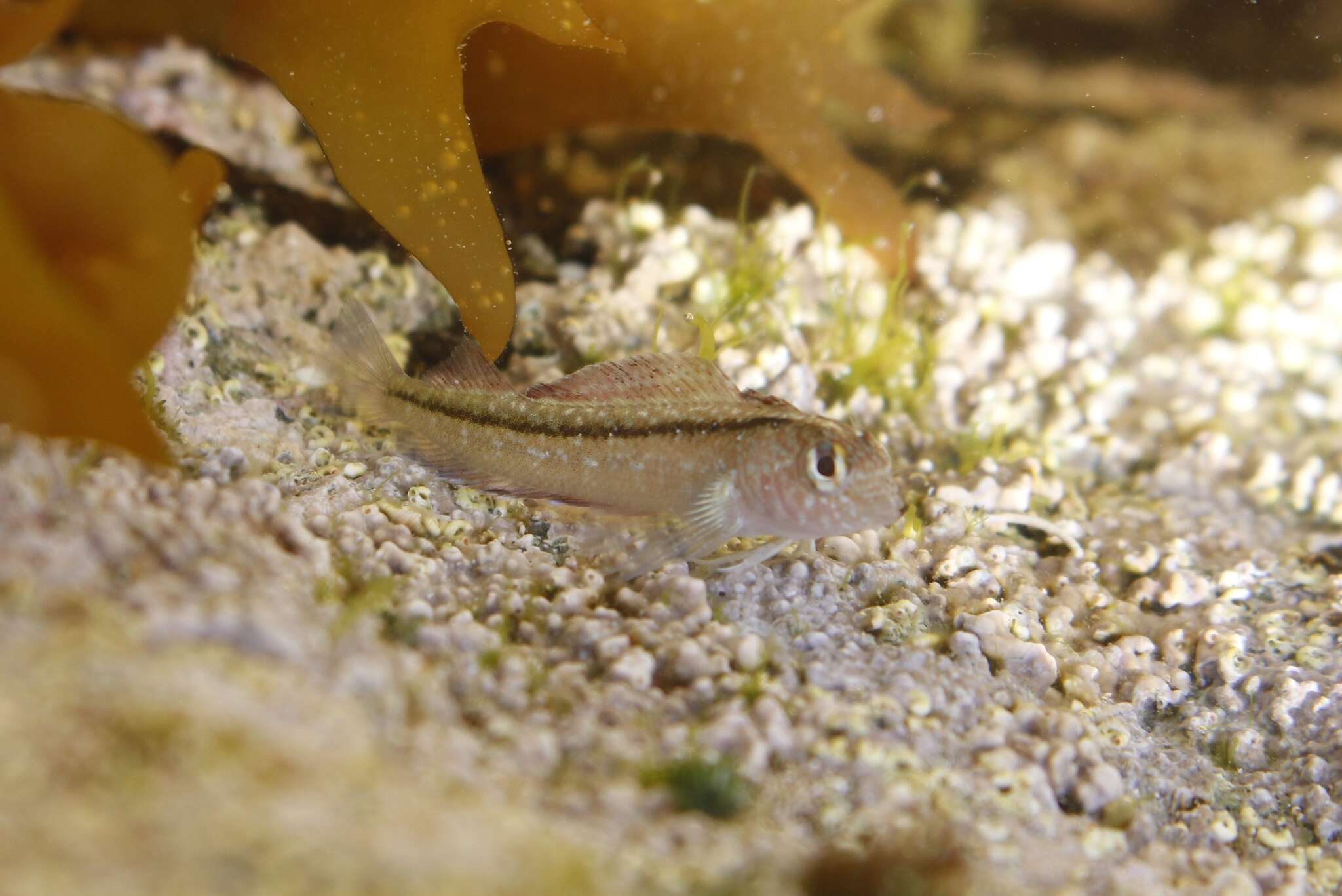 Image of Common Triplefin