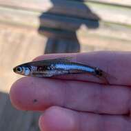 Image of Coastal Shiner