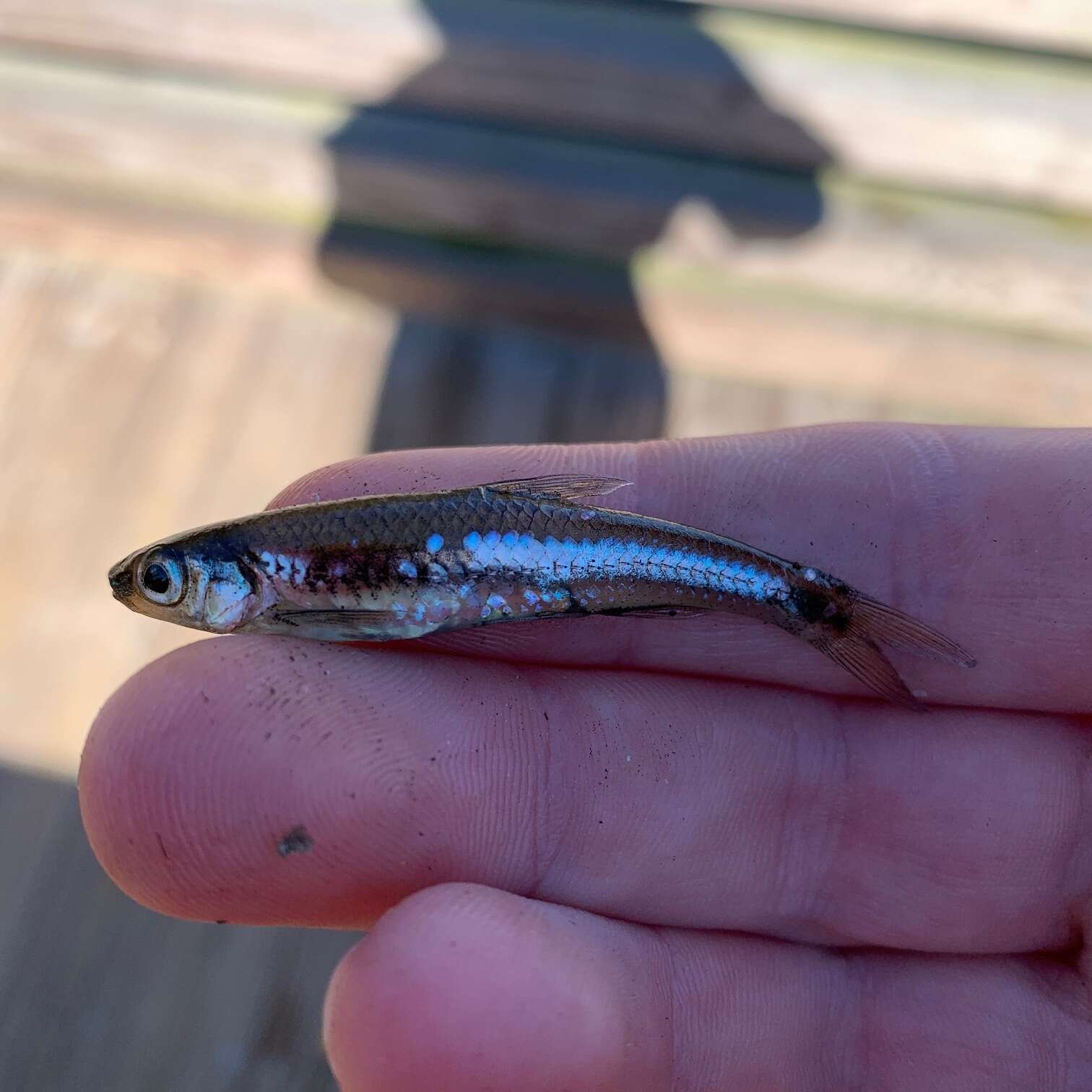 Image of Coastal Shiner