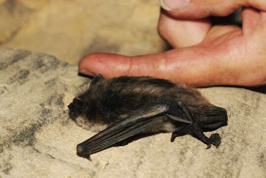 Image of Pond Bat