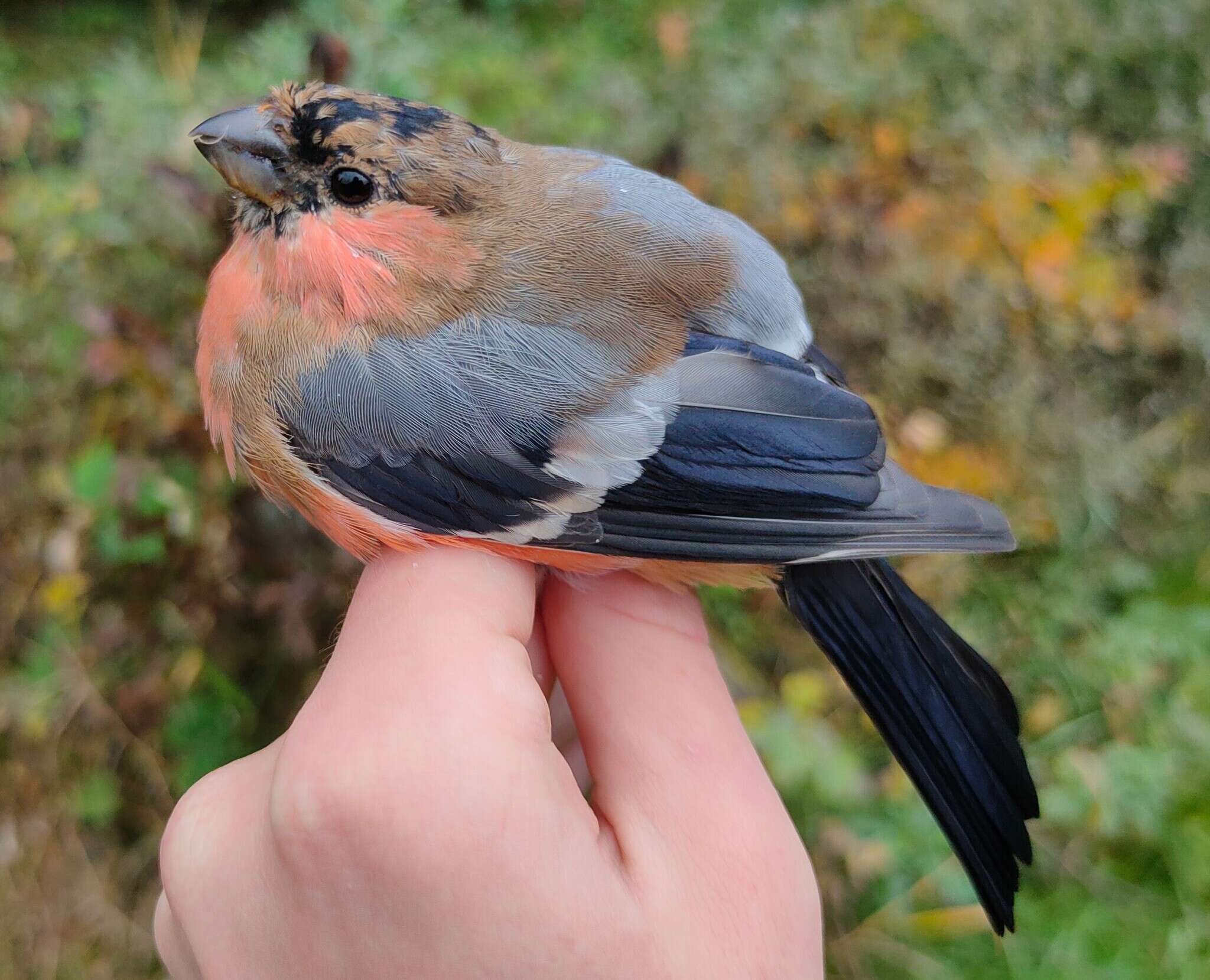 Sivun Pyrrhula pyrrhula pyrrhula (Linnaeus 1758) kuva