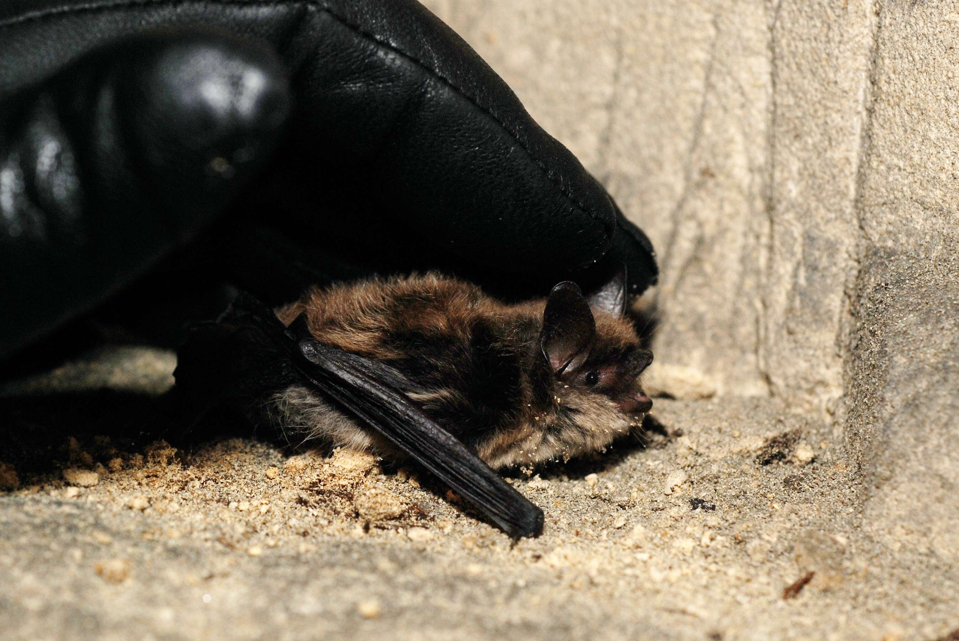 Image of whiskered bat, european whiskered bat