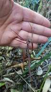 Image of Arachnitis uniflora Phil.