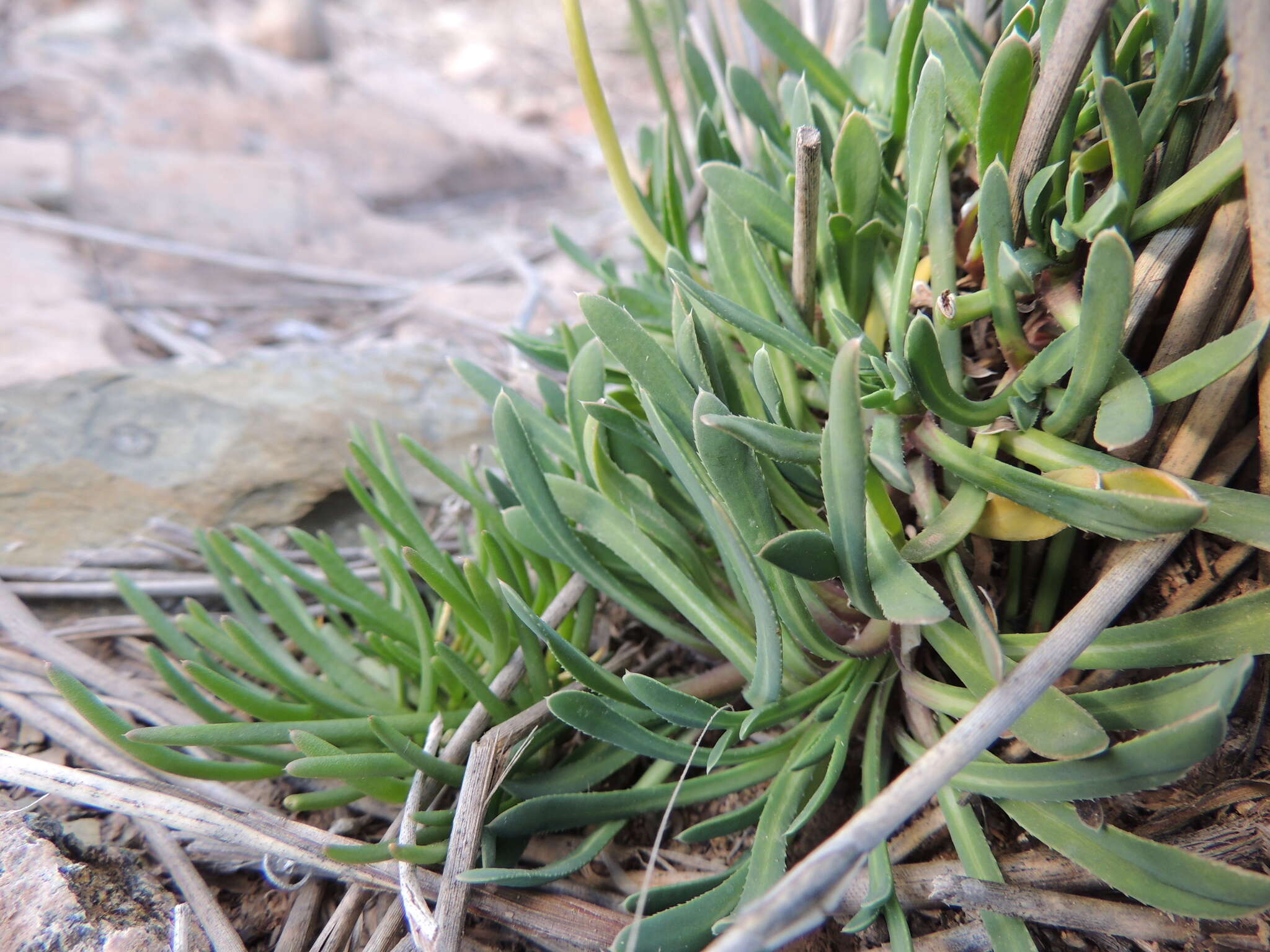 Image of Gazania othonnites (Thunb.) Less.