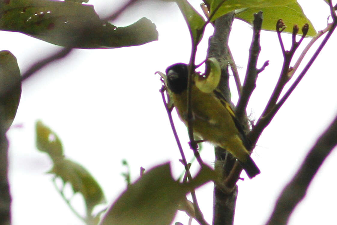 Image of Olivaceous Siskin