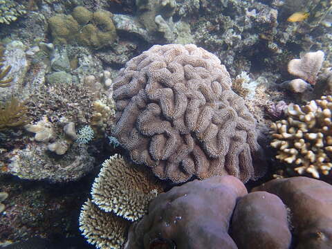 Image of Lobophyllia agaricia (Milne Edwards & Haime 1849)