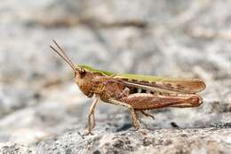 Chorthippus (Glyptobothrus) biguttulus (Linnaeus 1758) resmi