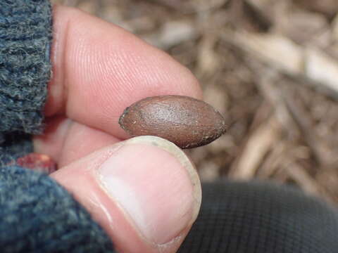 Imagem de Cephalotaxus fortunei Hook.