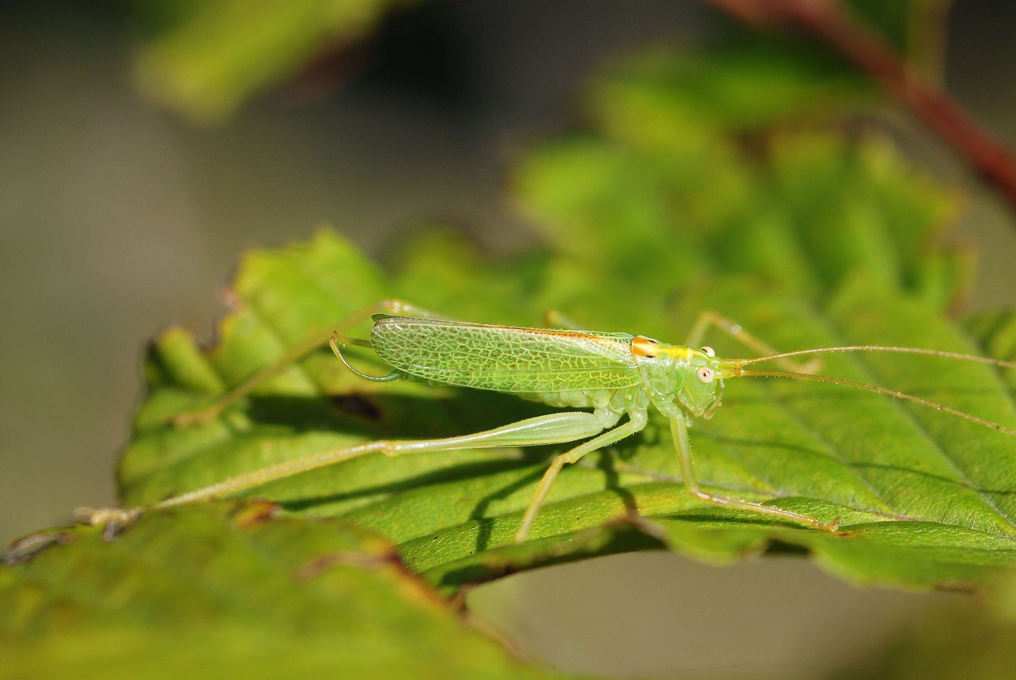 Image of Drumming Katydid