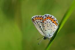 Image of Plebejus argyrognomon (Bergsträsser (1779))