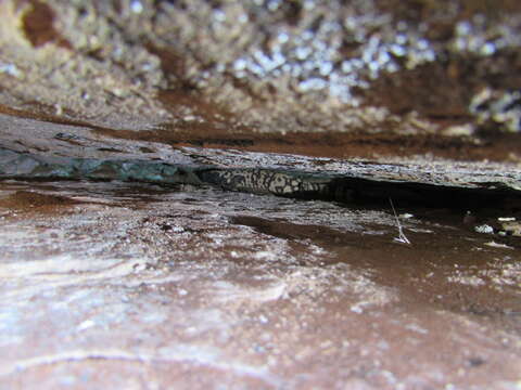 Image of Banded gila monster